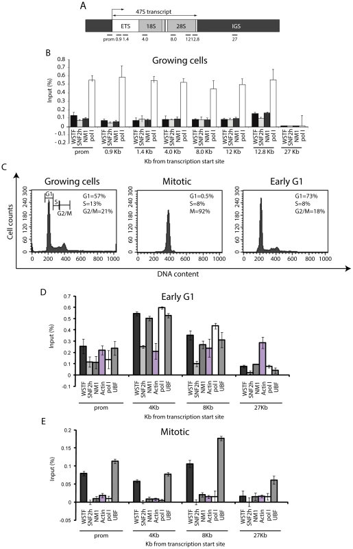 rRNA gene occupancy of NM1, SNF2h, and actin is cell cycle-dependent.