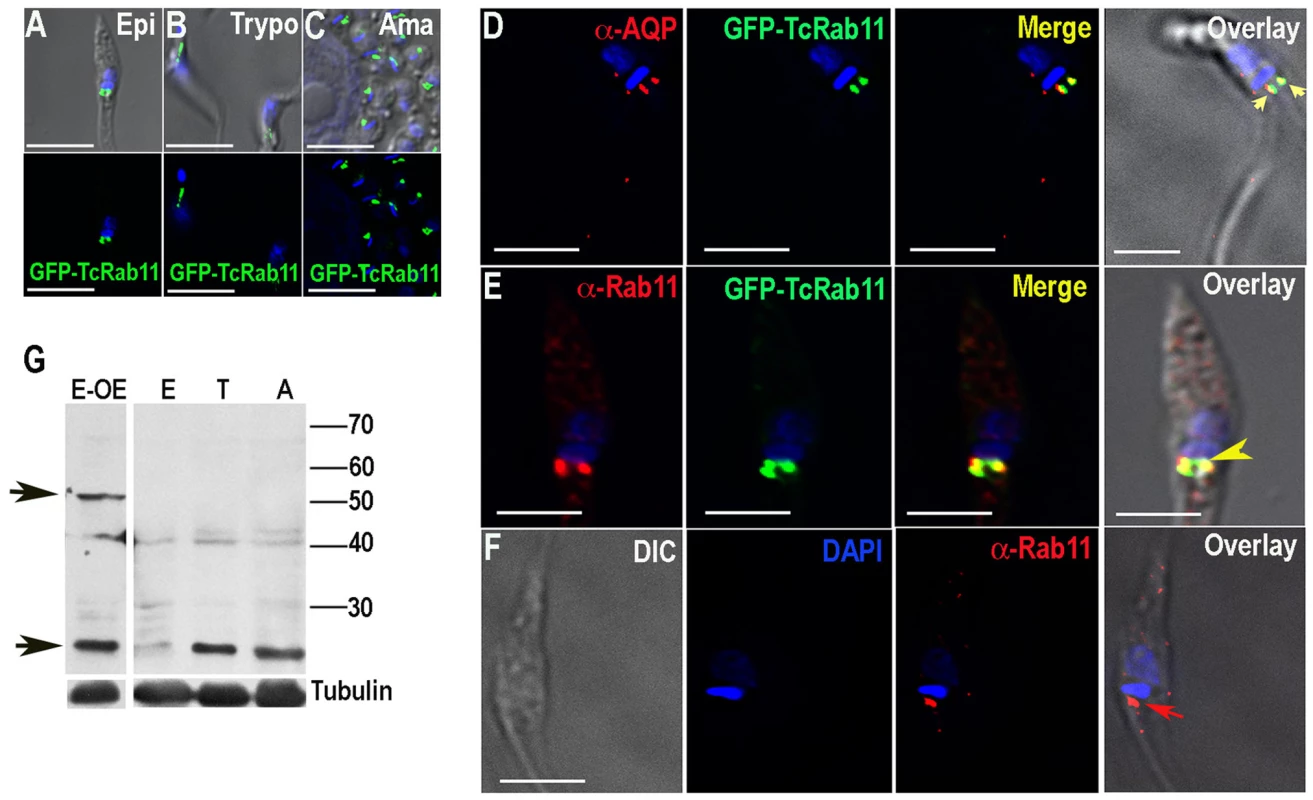 Fluorescence microscopy analysis of TcRab11 in different stages of <i>T. cruzi</i>.