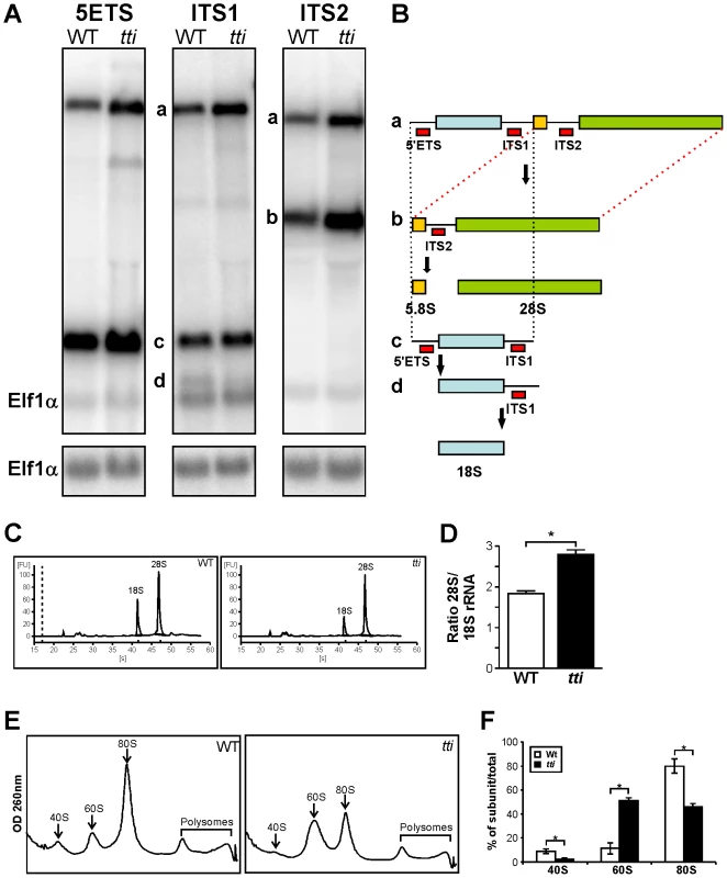 <i>tti<sup>s450</sup></i> larvae display defects in ribosome biogenesis.