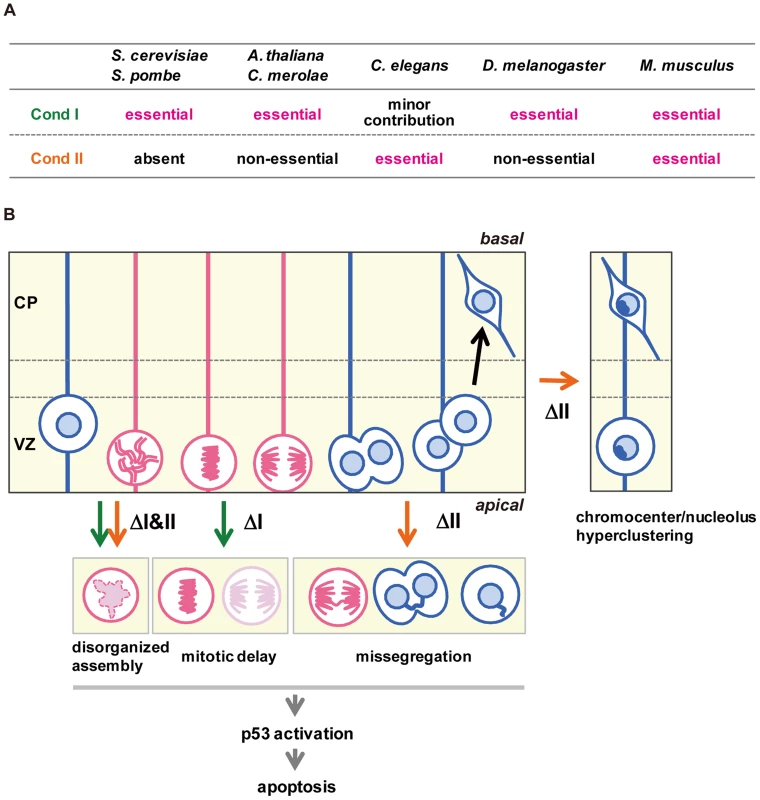 Functional diversity of condensins I and II in evolution and during brain development.