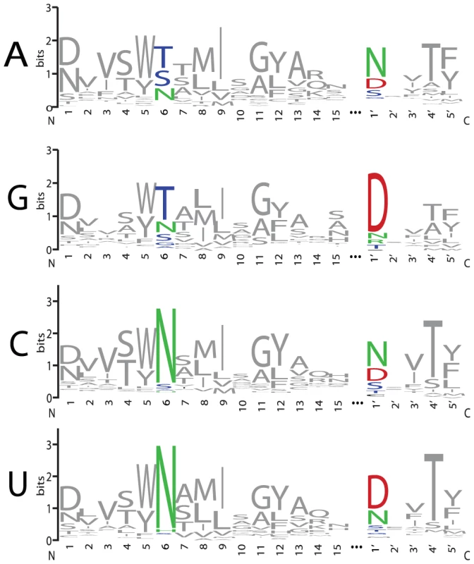 Amino Acid Representation at Each Position of PPR Motifs that Align with A, G, C, or U Bases.