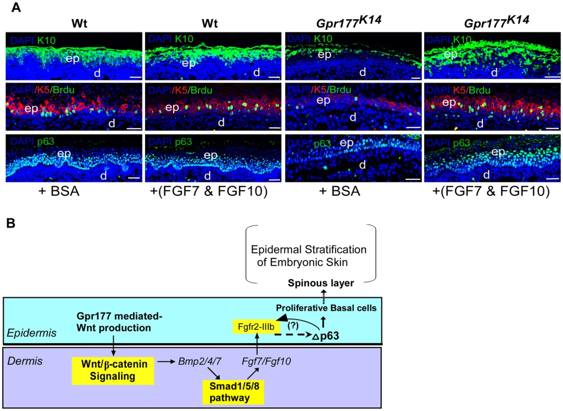FGF7/FGF10 in dermis promotes the embryonic epidermal stratification in response to Wnt signaling.