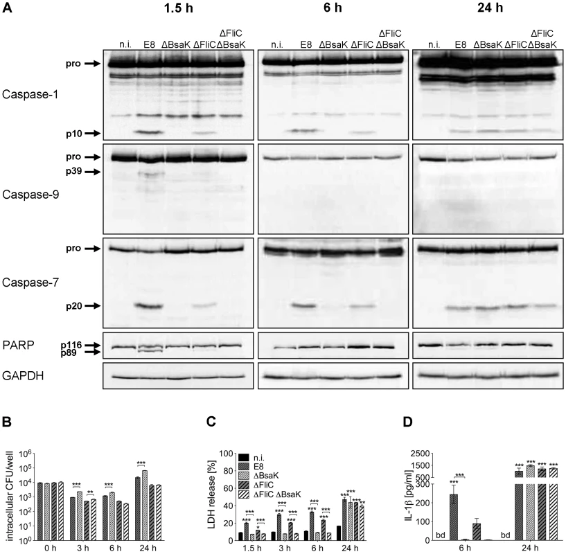 <i>B. pseudomallei</i> BsaK is involved in caspase-1-dependent pyroptosis and IL-1β production in macrophages in the early phase of infection.