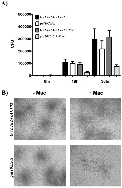 Macrophages suppress the growth of <i>gal102Δ/Δ in vitro.</i>