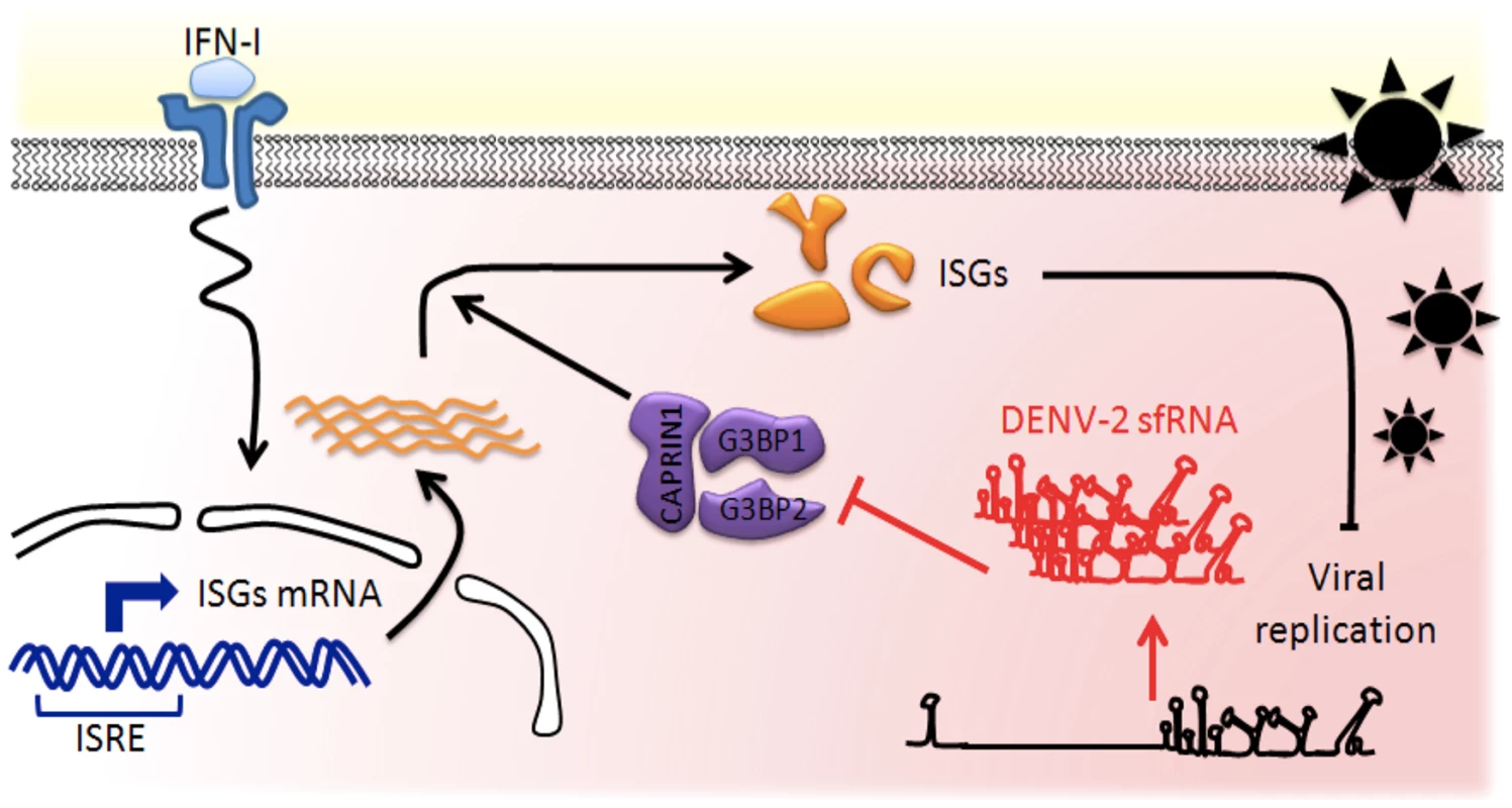 Model of the DENV-2 sfRNA antagonizing IFN action.