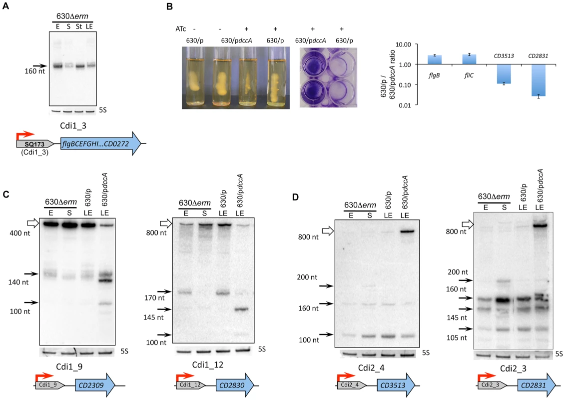 Functional analysis of c-di-GMP riboswitches in <i>C. difficile</i>.