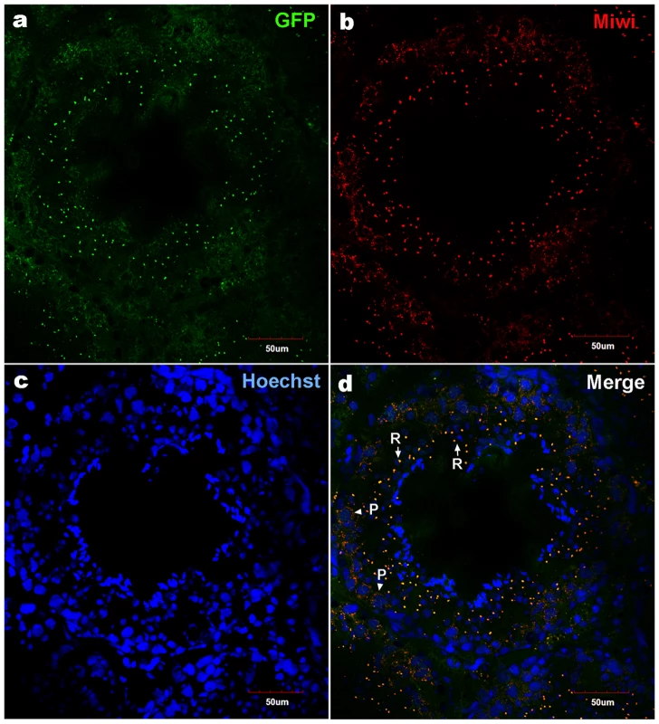 Co-localization of transgenic Miwi-EGFP and endogenous Miwi in transgenic mouse.