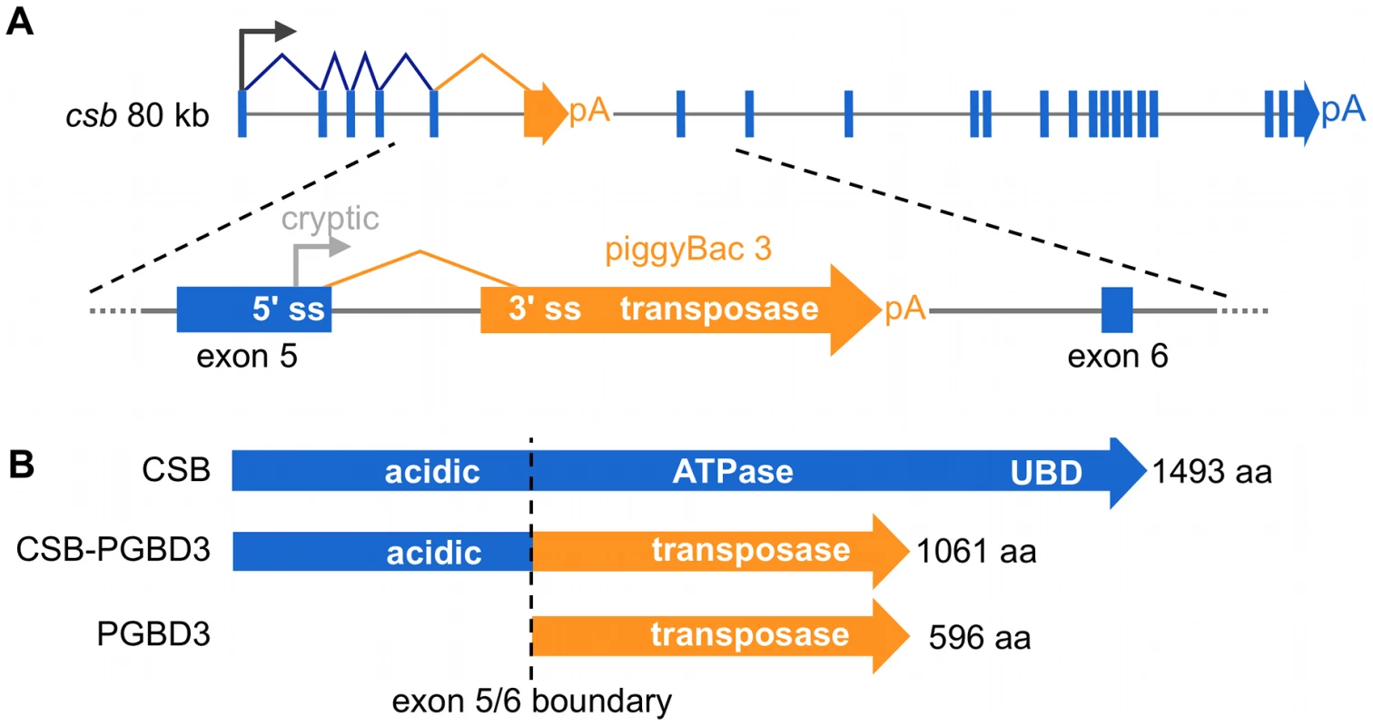 The CSB-PGBD3 fusion protein is abundantly expressed by alternative splicing and polyadenylation of the CSB transcript.