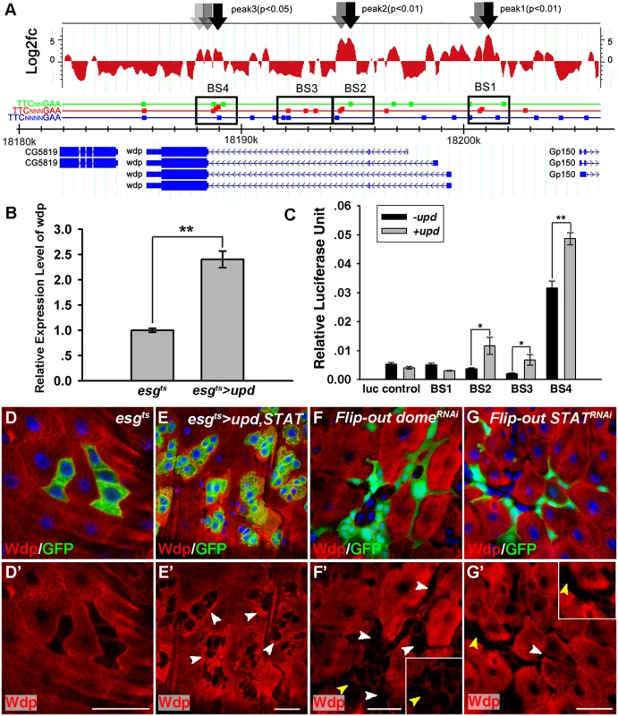 Wdp expression is positively regulated by JAK/STAT signaling in <i>Drosophila</i> intestines.