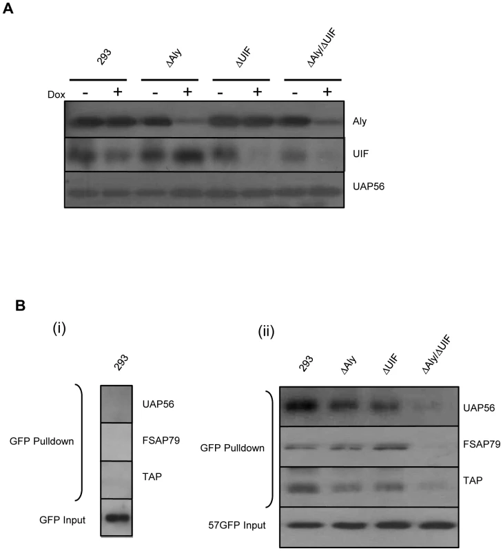 Knockdown of both Aly and UIF impairs the ability of ORF57 form an export competent viral ribonucleoprotein particle.
