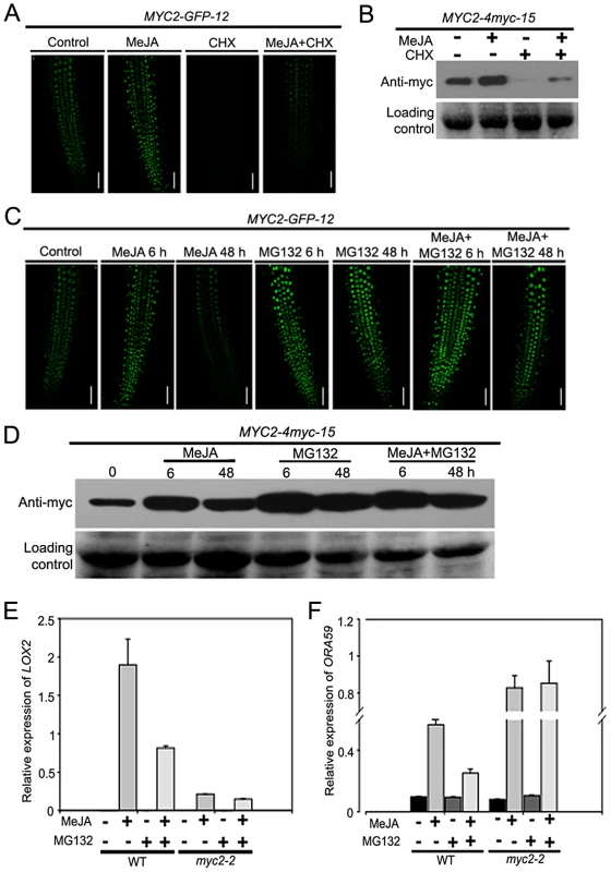 JA-Induced Transcription of MYC2 Target Genes Requires the Proteasome.