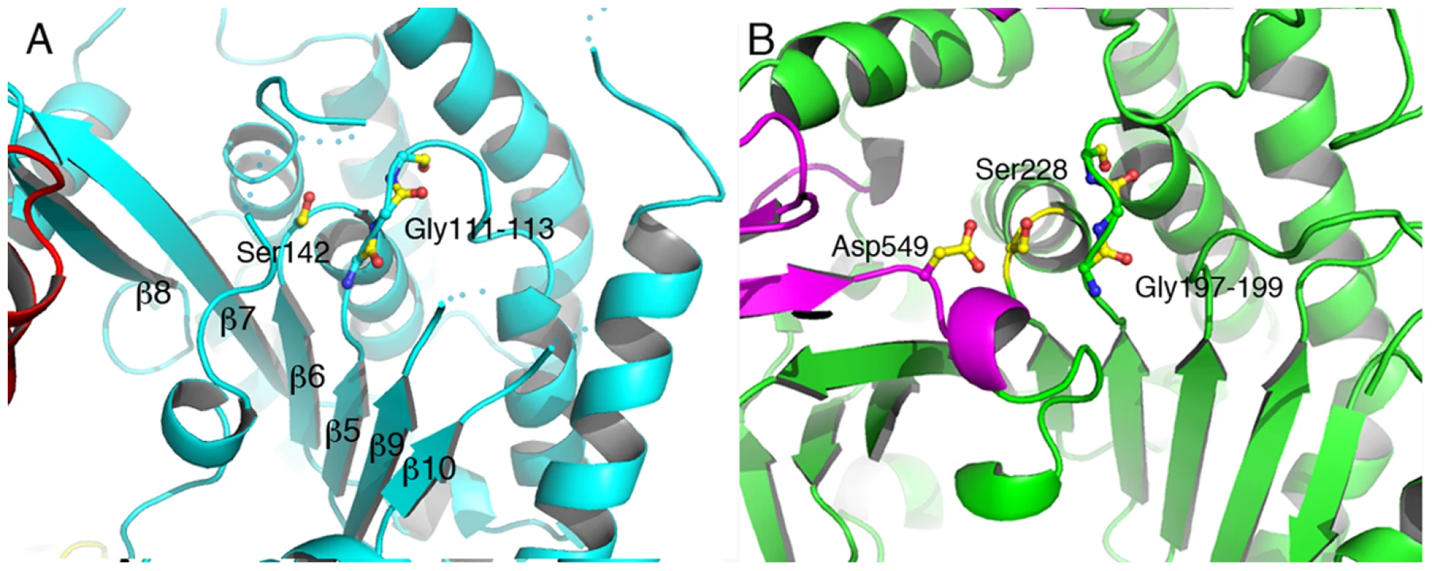 The catalytic domain of ExoU displays an α/β hydrolase fold.