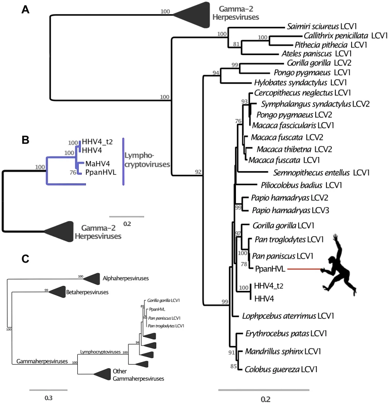 Phylogenetic analyses of <i>Pan paniscus</i> lymphocryptovirus.