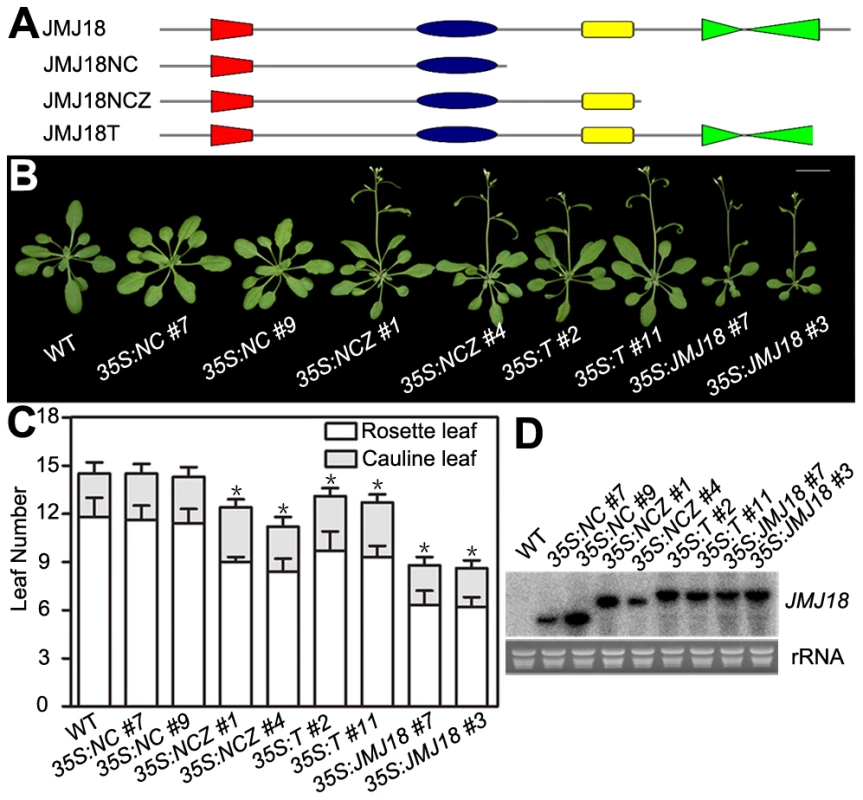 The JmjN, JmjC, and zinc-finger domains are necessary for the promotion of flowering by JMJ18.