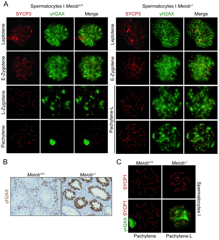 γH2AX is persistent in <i>Meiob</i><sup>−/−</sup> spermatocytes.