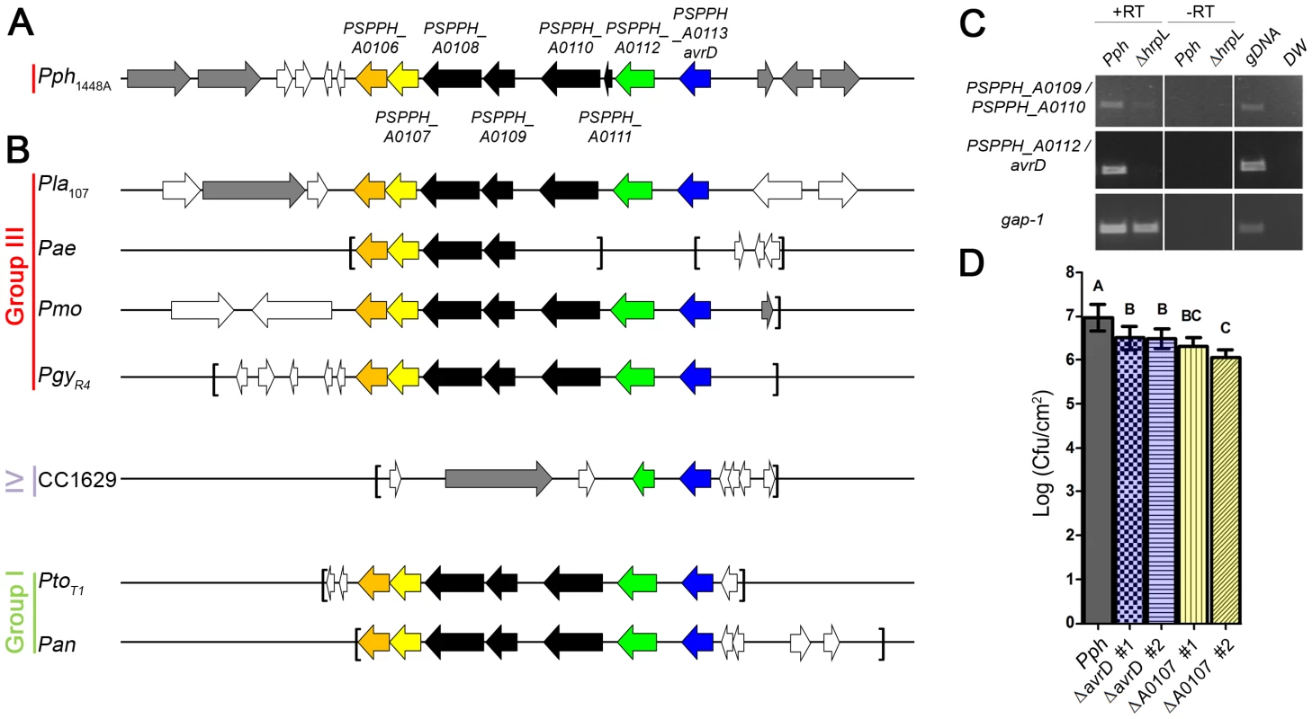 A novel HrpL-regulated virulence operon linked to <i>avrD</i> in <i>Pph</i><sub>1448A</sub> identified by RNA-seq analysis.