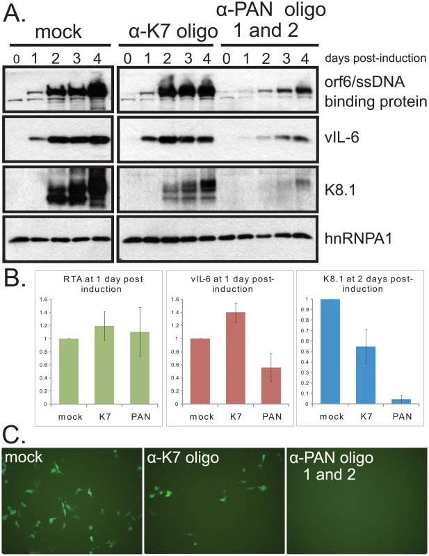 Knockdown of PAN RNA adversely affects gene expression in iSLK.219 cells, with a more pronounced effect on late genes.