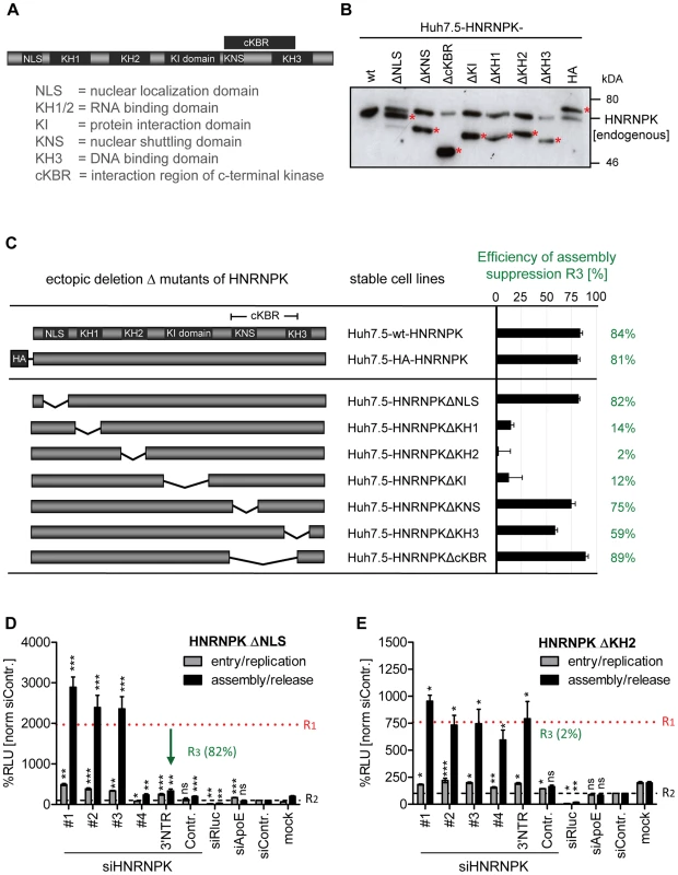 RNA and protein binding domains of HNRNPK are essential for restriction of HCV particle production.