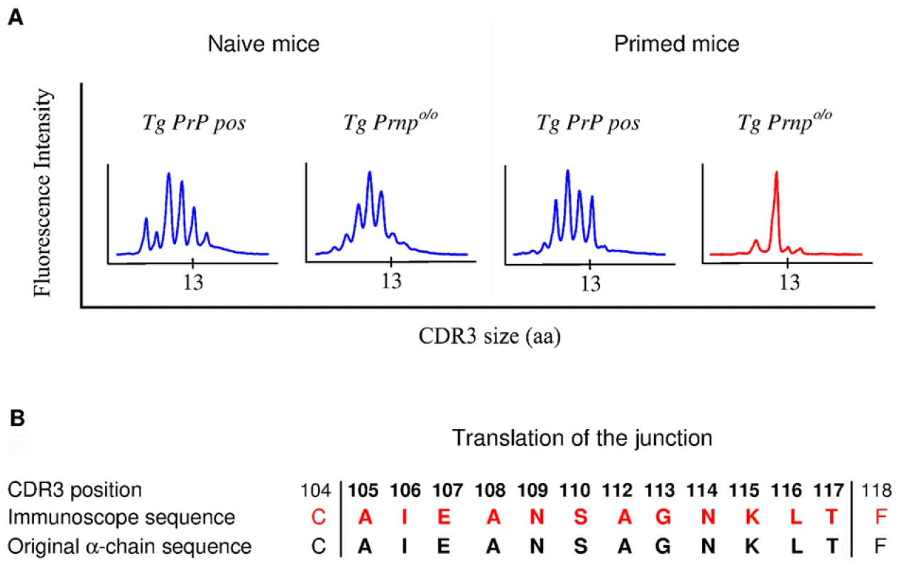 Immunoscope analysis of TCR α-chains pairing with the BV12<sup>+</sup> TCR β-chain.