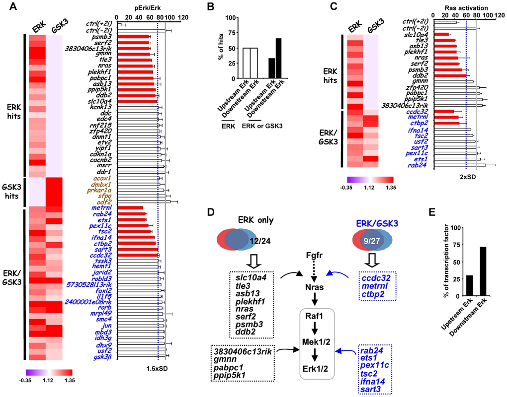 Association of siRNA screen hits with the ERK signaling pathway.