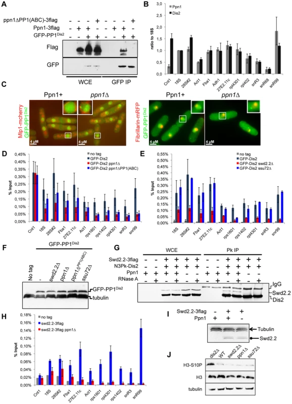 Swd2.2 facilitates the localization of PP1 phosphatase by interacting with the PNUTS homologue Ppn1.