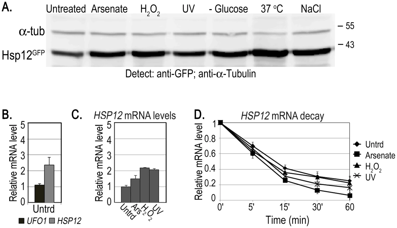 Induction of Hsp12 protein and mRNA, and mRNA decay after stress.