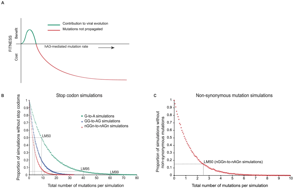 <i>In silico</i> simulation of hA3G-induced mutation in HIV(IIIB) open reading frames.