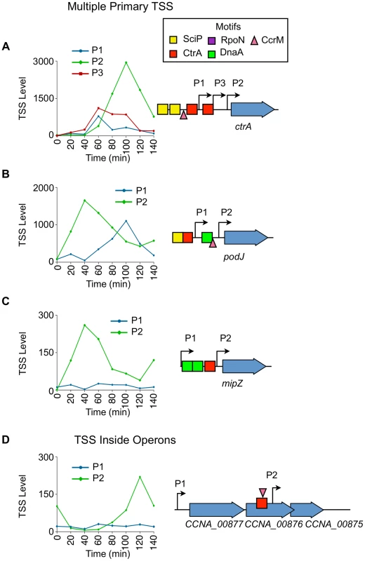 Cell cycle-regulation of genes with multiple upstream TSSs.