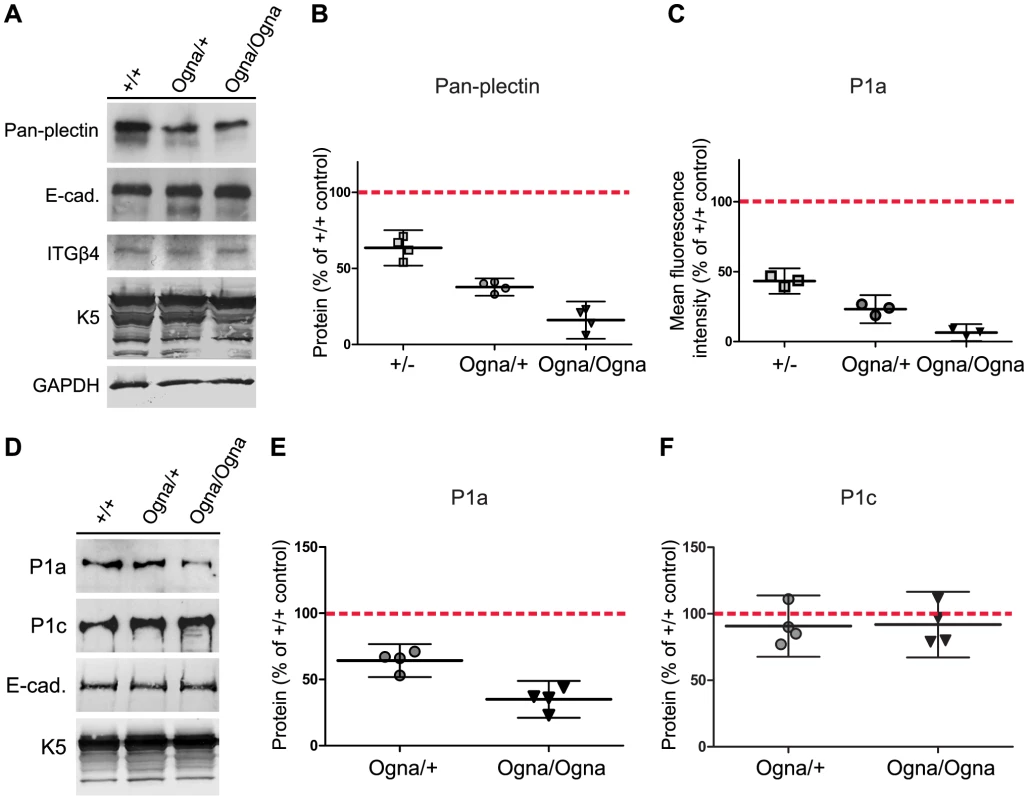 Downregulation of P1a protein levels in Ogna keratinocytes.