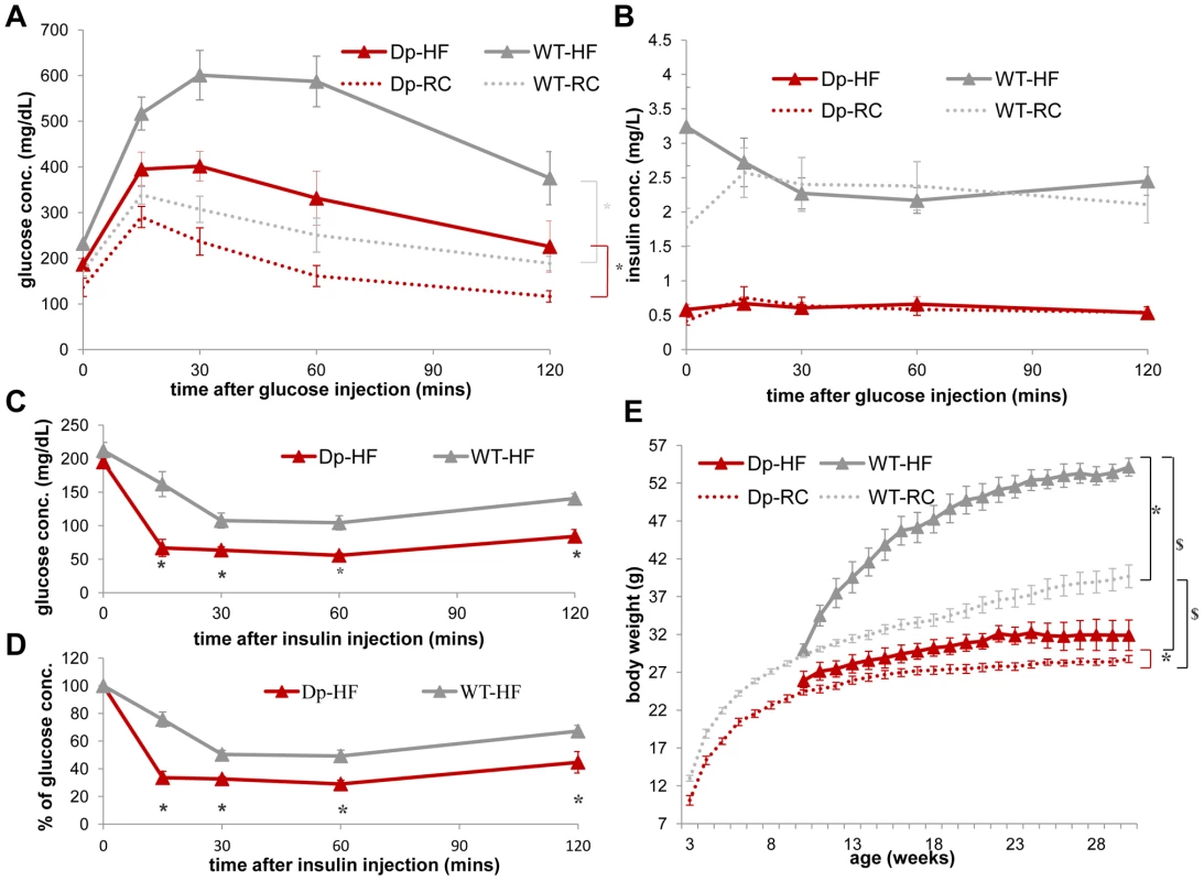 WT mice (gray) display a greater increase in insulin resistance than <i>Dp(11)17/+</i> mice (red) after HF diet from 19 to 22 weeks as well as an increased weight gain after a long-term HF diet.