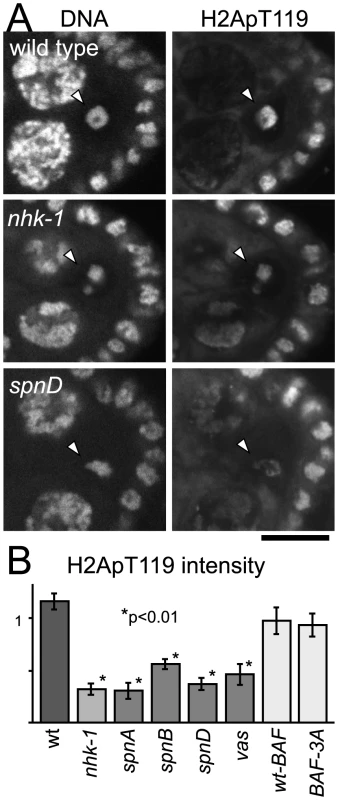 Unrepaired DNA breaks suppress NHK-1 kinase activity.