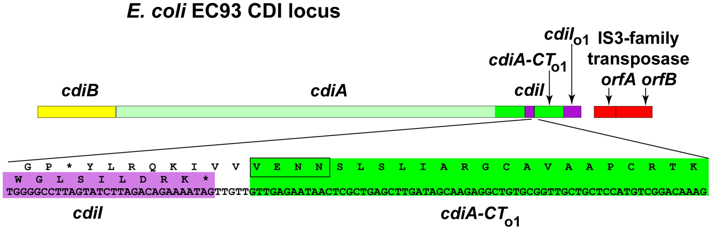 <i>E. coli</i> EC93 contains an orphan <i>cdiA-CT/cdiI</i> module.