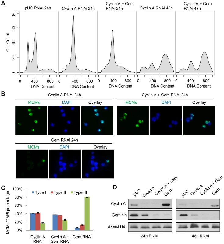 Cyclin A - CDK activity restricts pre-RC formation to the heterochromatin.