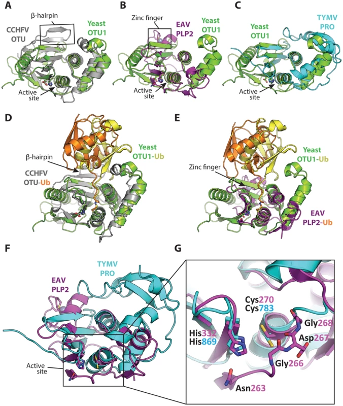 Superpositions of the viral OTU proteases with yeast OTU1 and one another.