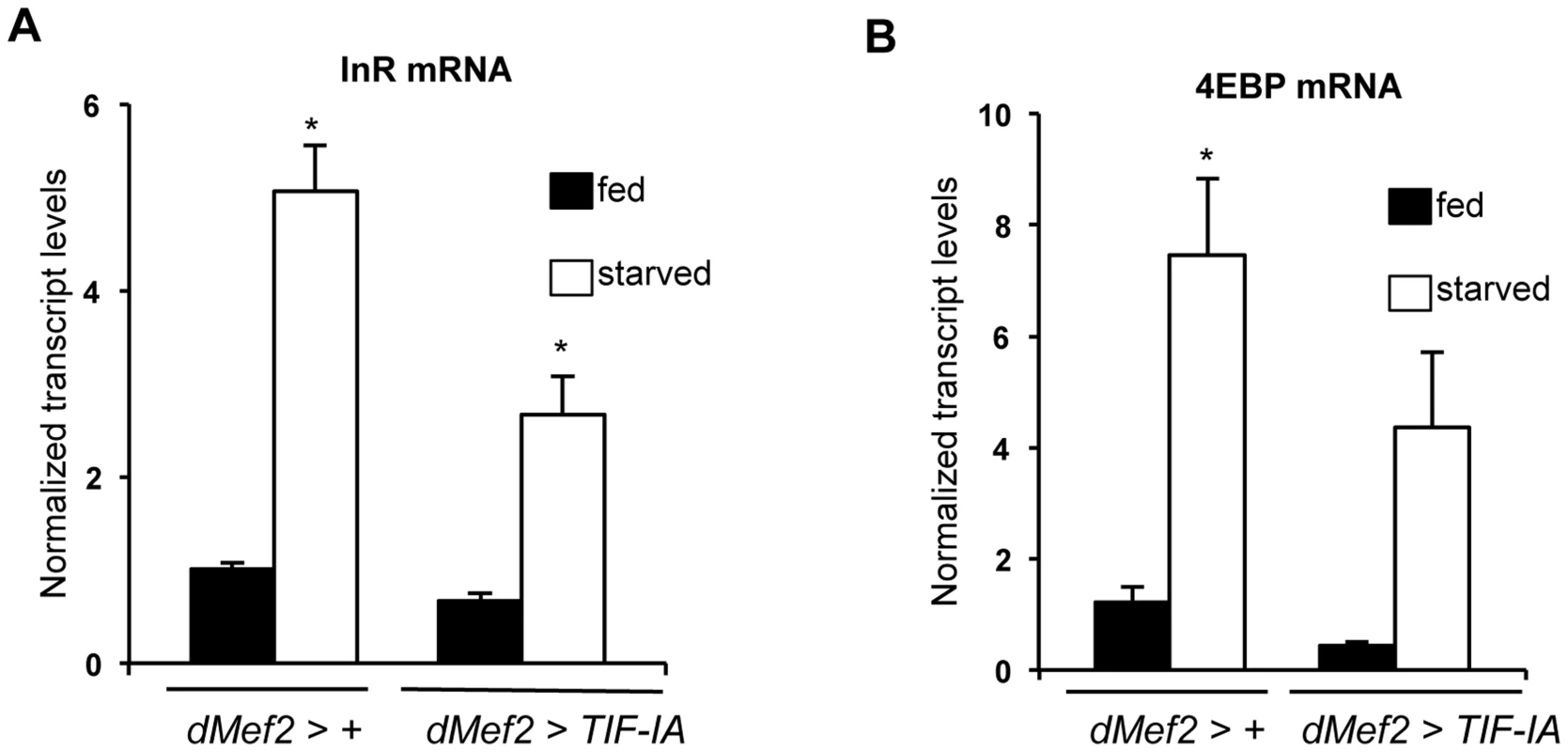 TIF-IA overexpression in muscle can partially reverse the effects of starvation on FOXO-dependent genes.