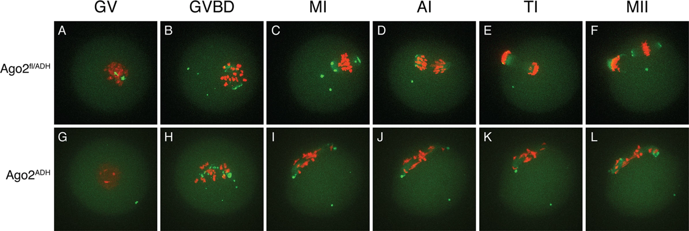 Abnormal chromosome segregation and spindle assembly in <i>Ago2</i><sup>ADH</sup> oocytes.