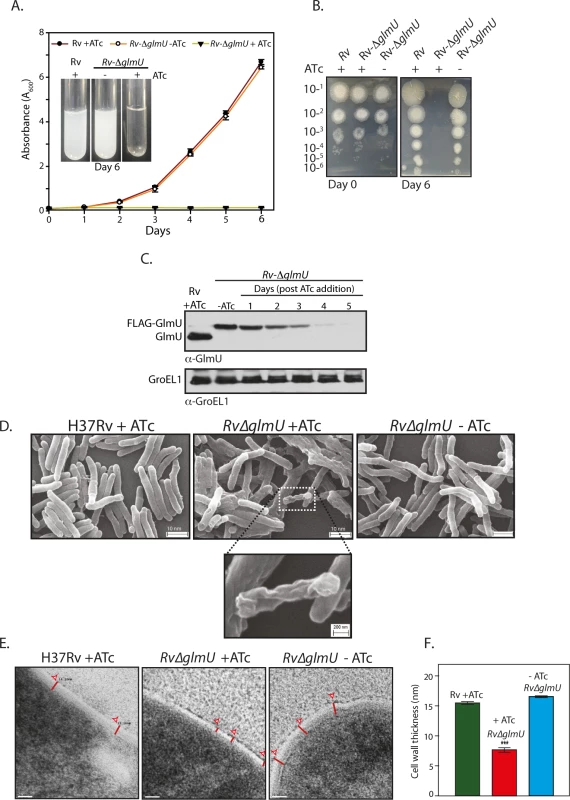 GlmU<sub>Mtb</sub> depletion affects the bacterial survival by perturbing the cell wall structure.