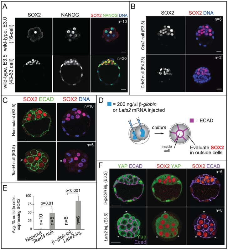 SOX2 is restricted to ICM progenitors by HIPPO pathway members and not by CDX2.