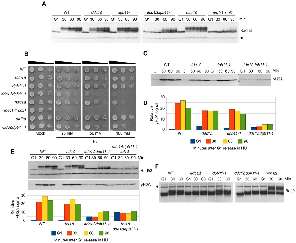 Dpb11 and 9-1-1 independently activate Mec1 after replication stress.