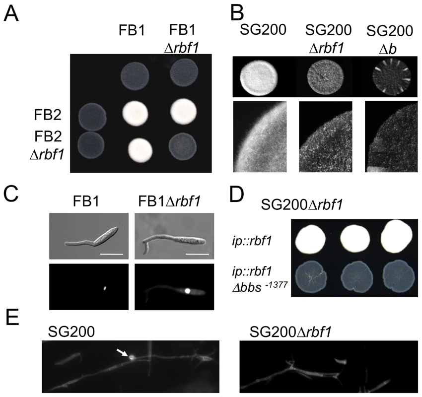 Rbf1 is required for <i>b</i>-dependent filament formation.
