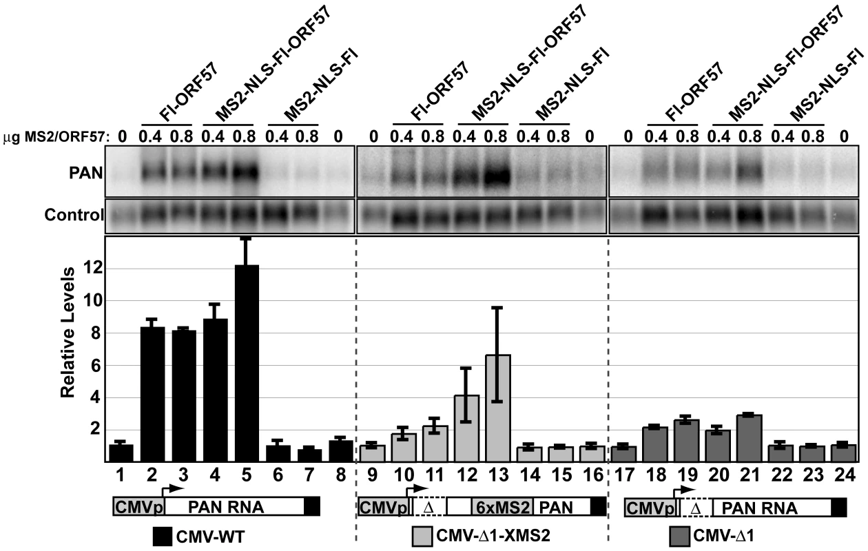 Tethering of ORF57 to CMV-Δ1 restores ORF57-responsiveness.