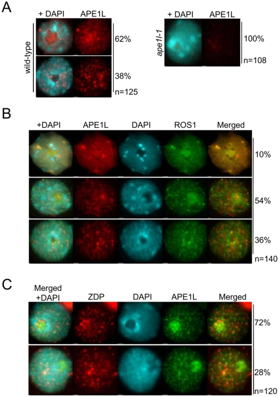 Sub-nuclear localization of APE1L and co-localization with ROS1.