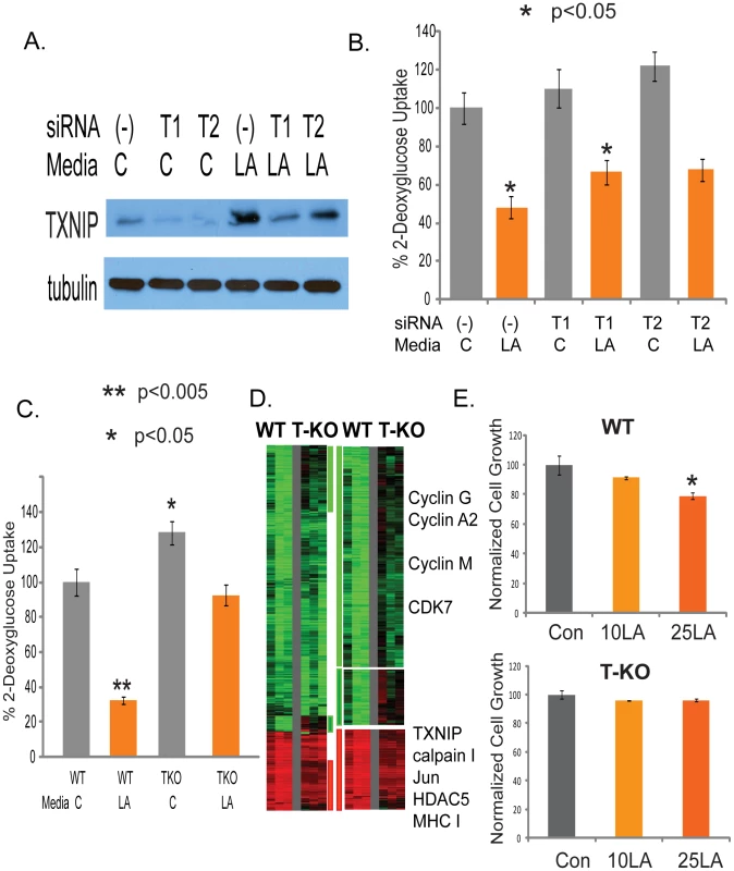 Identification of TXNIP as a regulator of lactic acidosis response.