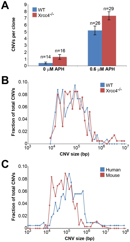 Replication stress induces CNVs in mouse ES cells.