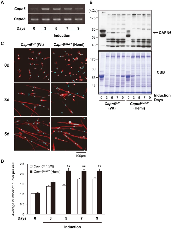 Increased differentiation of <i>Capn6</i>-deficient skm-primary cultured cells.