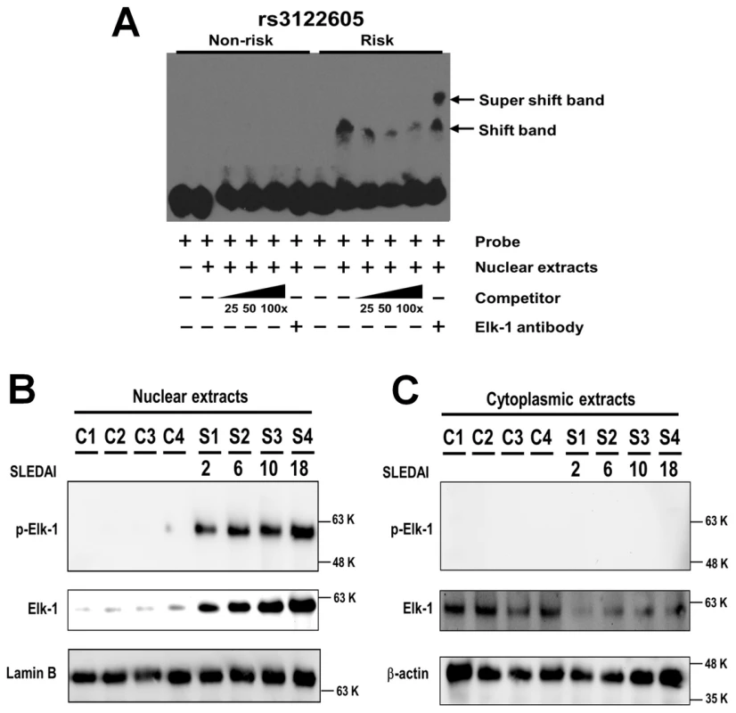 Preferential binding of rs3122605-risk allele to Elk-1, which is a transcription factor activated in peripheral lymphocytes of SLE patients.