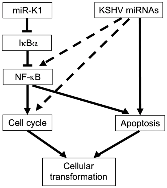 A model illustrating the regulation of cellular transformation by KSHV miRs.