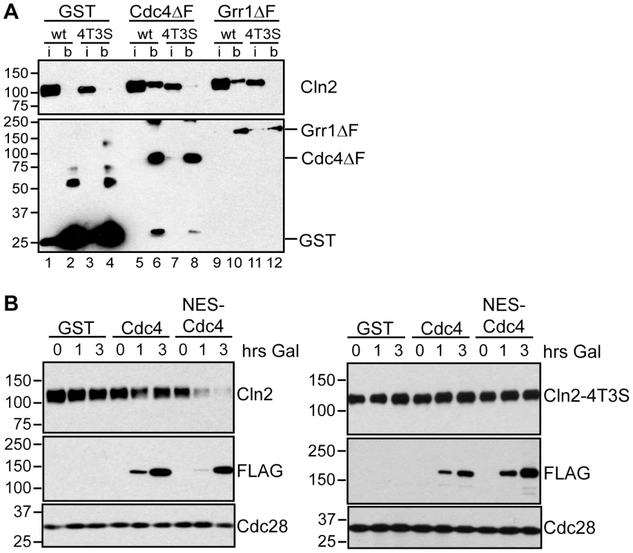 Cdc4 can target Cln2 for degradation upon co-localization.