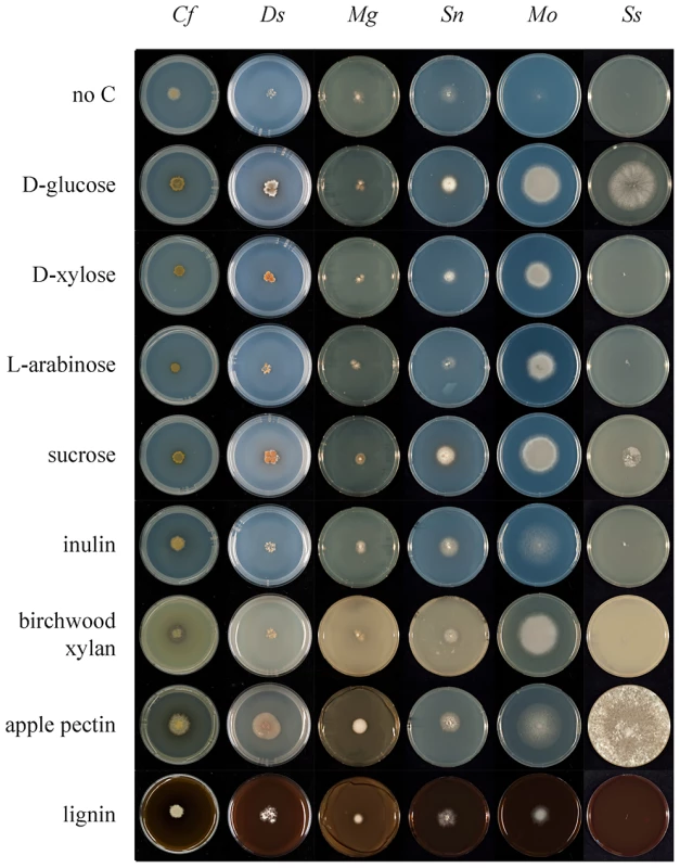Comparative growth profiling of fungi on various carbohydrate substrates.