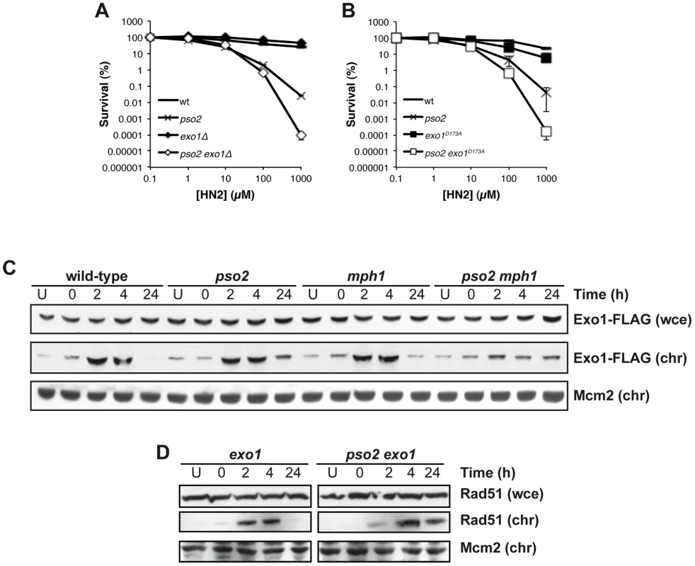 Exo 1 is involved in the pathways controlled by Pso2 and Mph1-Mgm101-MutSα.